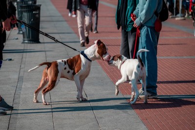 すれ違いざまに互いのニオイを嗅ぎ合う犬たち