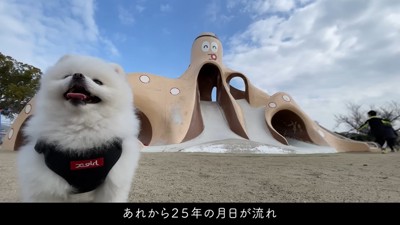 犬と滑り台