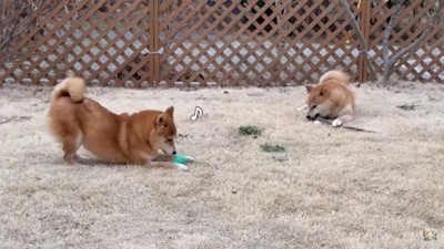 庭で遊ぶ2匹