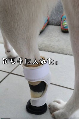 義足も装着できるように!