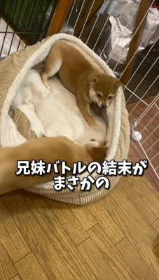 ベッドの上でじゃれ合う2頭の子犬