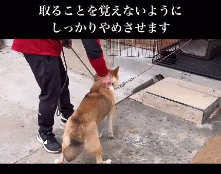 首輪をつかまれる柴犬