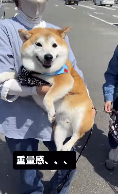 抱っこされるムチムチの柴犬