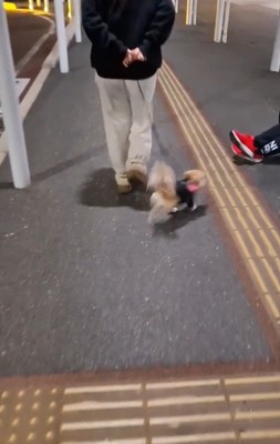 CoCoちゃんとパパさんの再会4