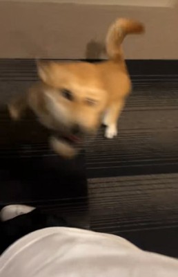 ぐるぐる回る保護犬