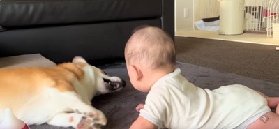 何度も小さく吠えるこた君