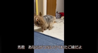 部屋の中を歩き回るメスの老犬