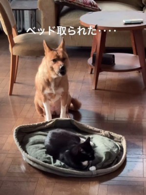 「とられちゃった…」