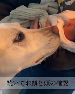 赤ちゃんの顔に鼻を近づける犬