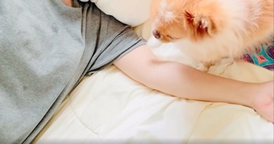 よちよち近づく犬