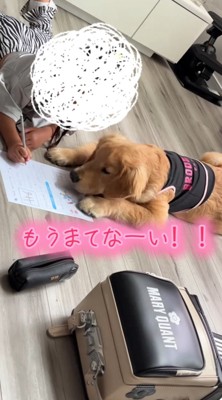宿題の紙の上にあごを乗せてジッとしている犬
