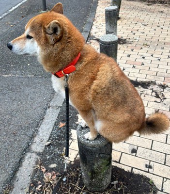 車止めの上に鎮座!!