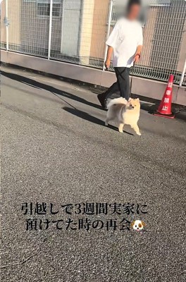 サニーくんとすれ違う飼い主さん