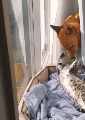 窓際で寝転がっている猫に顔を近づける犬