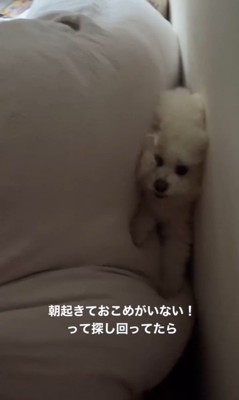 ベッドから落ちたおこめちゃん3