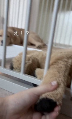 ぬいぐるみと握手