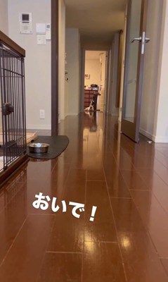 武蔵くんを呼んだ時の態度の差2