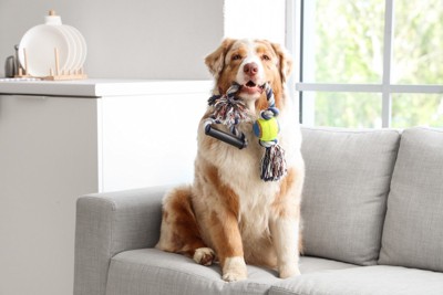 おもちゃを咥えている犬