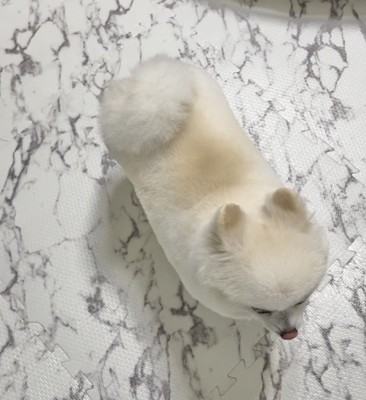 焼きマシュマロ