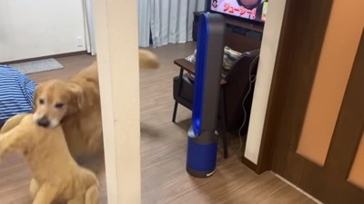 おもちゃを咥えるベンツくん