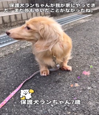 震える犬2