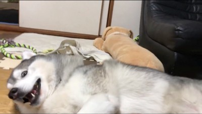 飼い主を目で追う犬