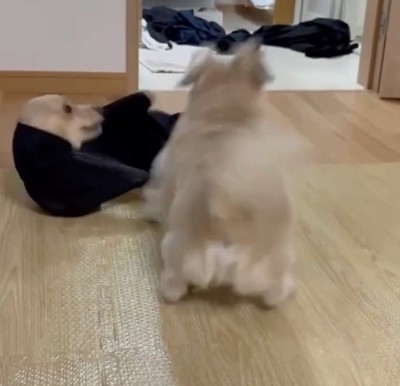 リンちゃん、なぜか大興奮