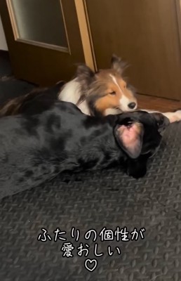 仲良く寝そべる2匹の大型犬