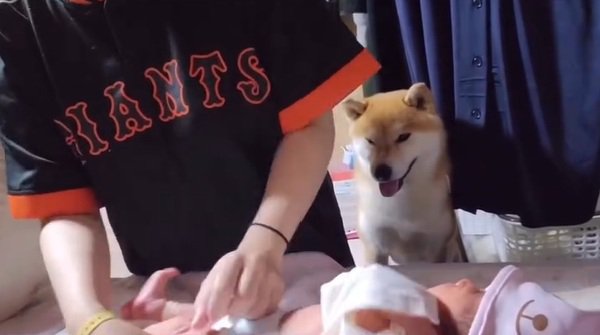 ひよりちゃんを見守るこむぎ君