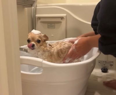 頭に泡を乗せる犬