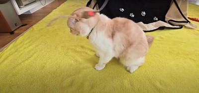 猫じゃらしの近くでお座りをしてうつむく猫