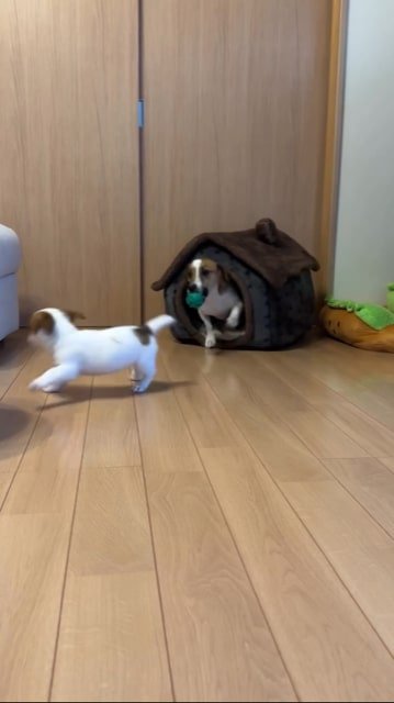 ハウスから出てくる先輩犬