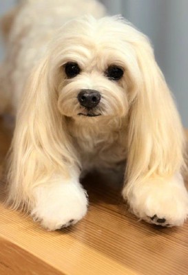 家族に笑顔が戻った