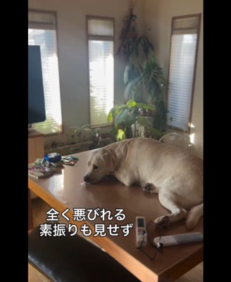 堂々とテーブルに登るレトちゃん3