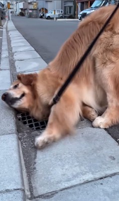 排水溝を愛するモッシュくん⑩