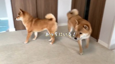 動きまわる2匹の犬