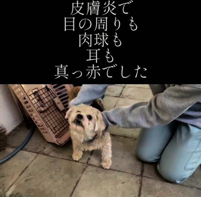 皮膚炎だったまるるちゃん