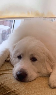 床に寝そべる超大型犬