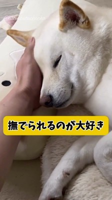 顔を撫でられて目を細める犬