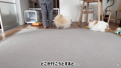 飼い主さんが移動すると…