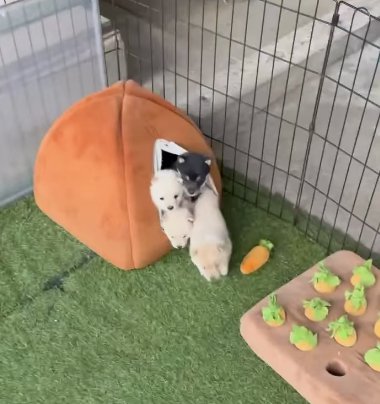 ハウスから顔を出す3頭と、そこから飛び出す1頭の柴犬パピー