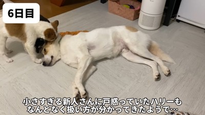 ハリーちゃんとは親子のよう