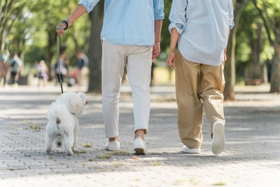 歩く、後ろ姿、白い犬