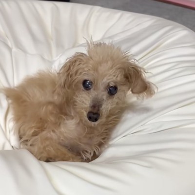 そばに来たら、飼い主さんに気付きました