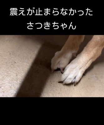 ガリガリの迷子犬を保護