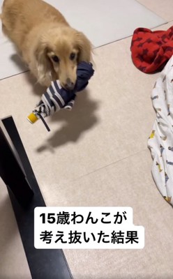 あるものを咥えたミッキーちゃん