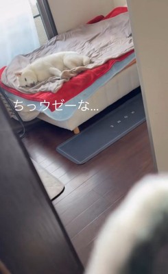 パンチするおもちゃVSだい吉くん6