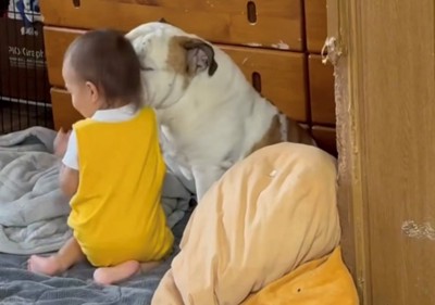 子どものほっぺを舐める犬
