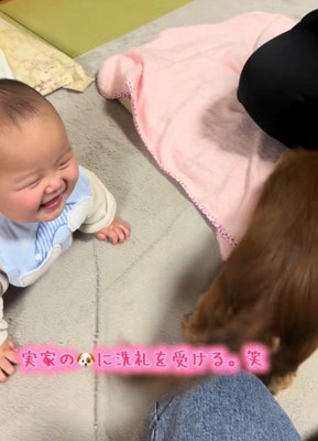 実家のワンコの洗礼を受ける赤ちゃん4