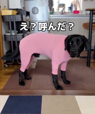 こちらに向き直る犬